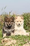 CHIEN FINNOIS DE LAPONIE 299